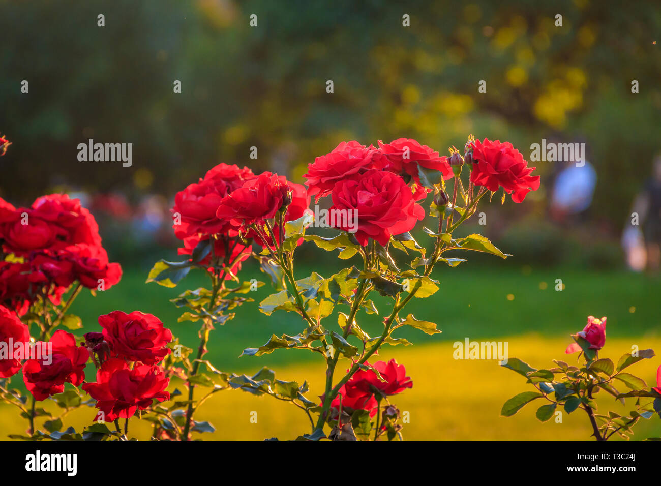 Red roses in the evening light. Beautiful red spray roses