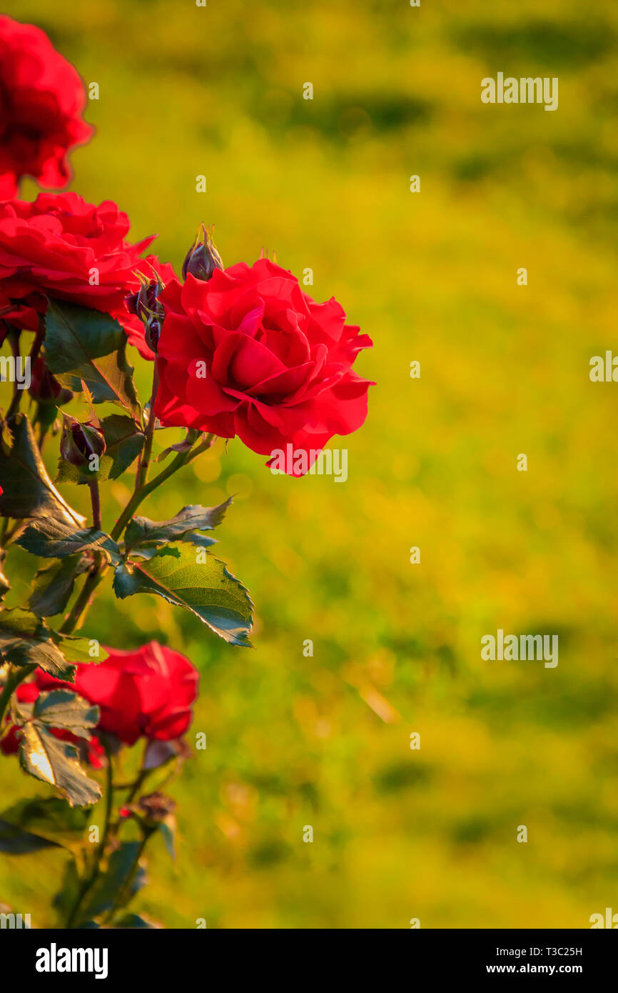 Beautiful Evening Flowers