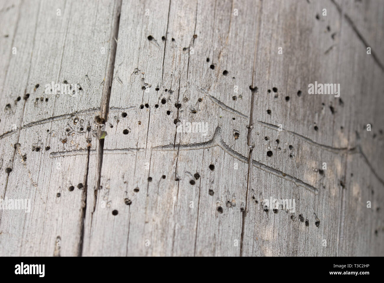 damaged wood texture eaten by bark beetle, borer Stock Photo - Alamy