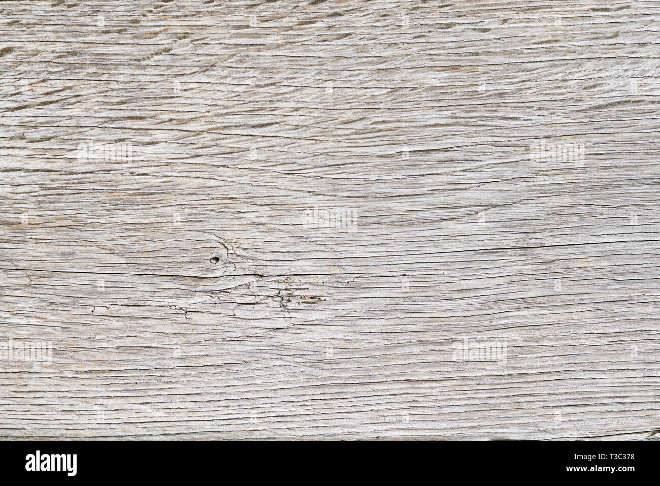 Old white oak wood for background or old grey wooden texture. Old oak for vintage table or furniture texture. Surface eroded by time. More than a hund Stock Photo