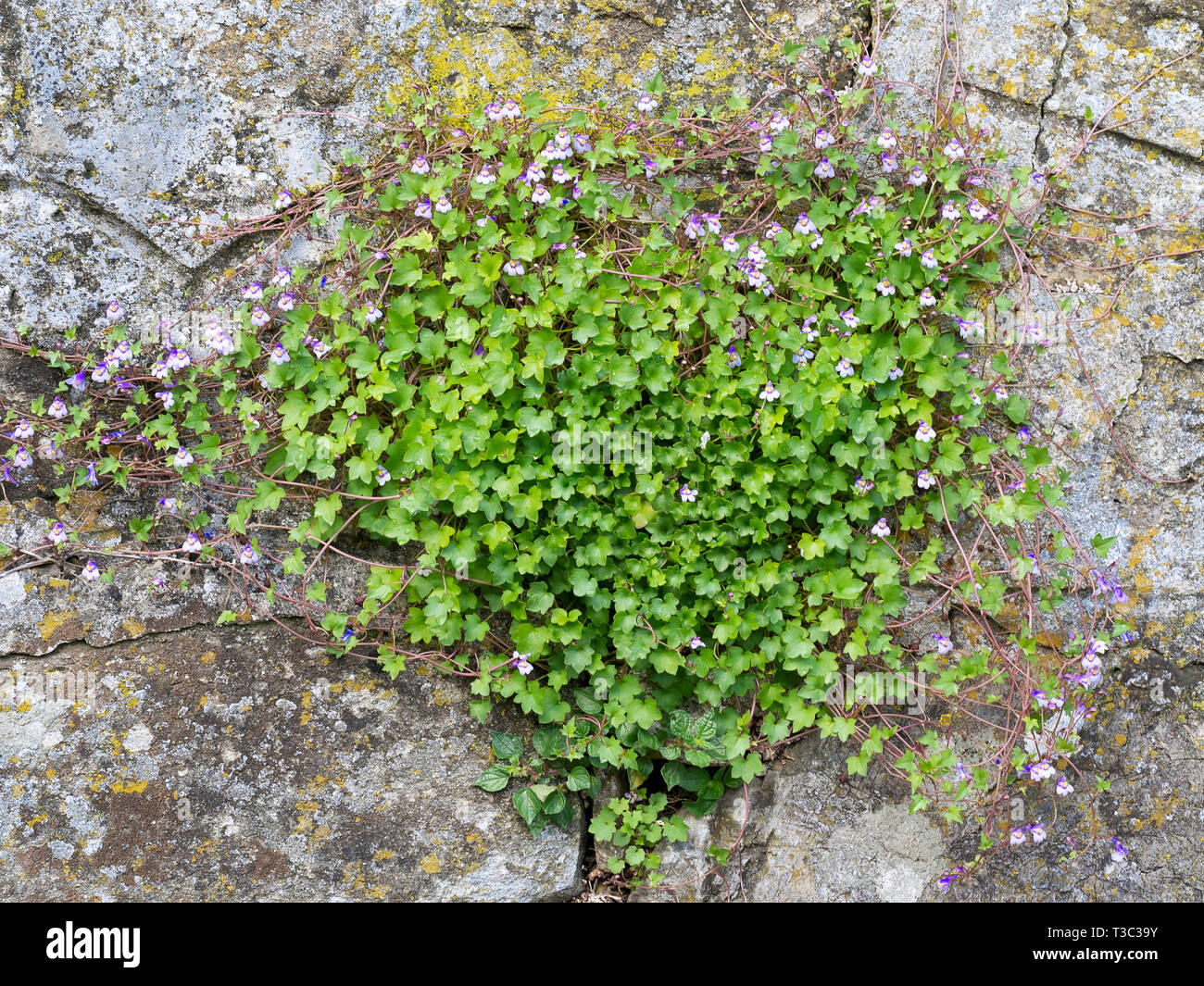 Ivy-leaved toadflax, Cymbalaria muralis, aka Kenilworth ivy, plant with flowers on old grey stone wall. Stock Photo