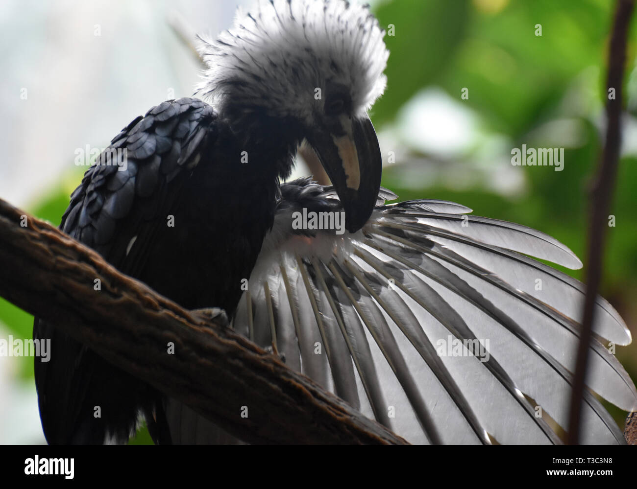 Wing extended on a white crested hornbill bird Stock Photo Alamy