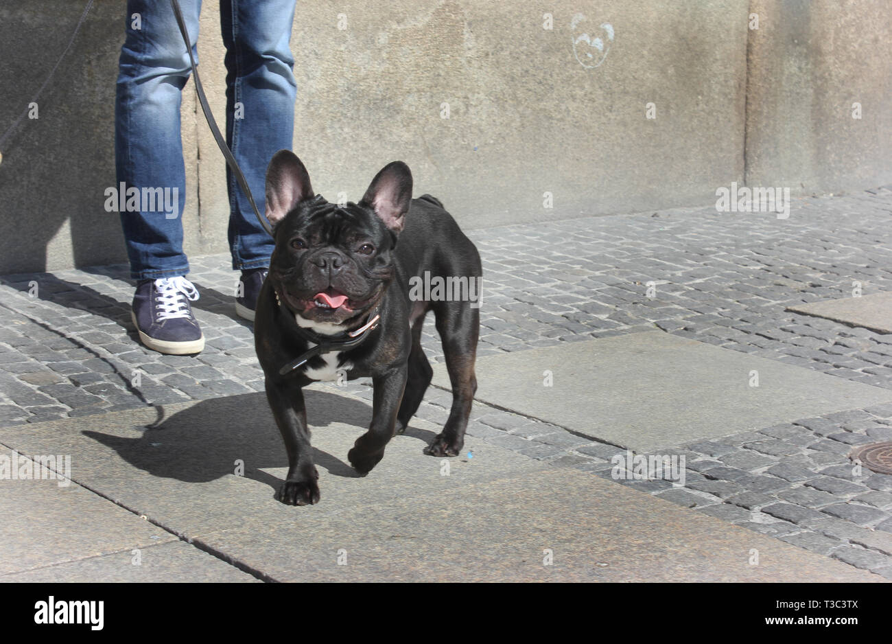 Adult french bulldog, focussing camera. Stock Photo