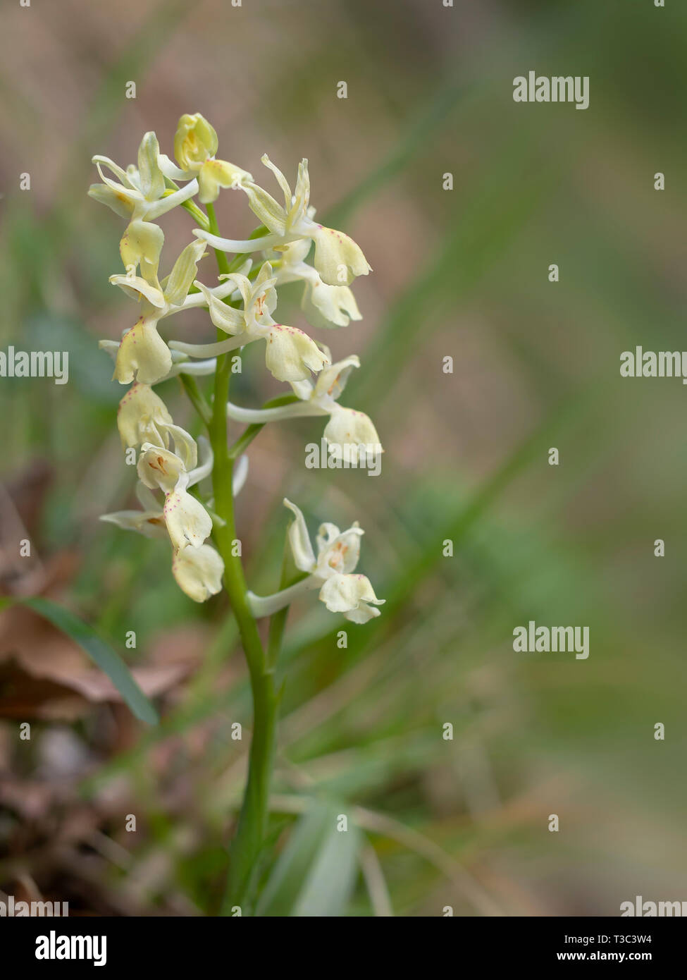 Orchis provincialis, the Provence orchid. Aka Pauciflora. Pale yellow wild flower. Stock Photo