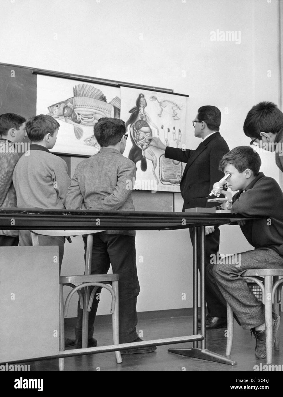 education, biology lesson, 1964 Stock Photo Alamy