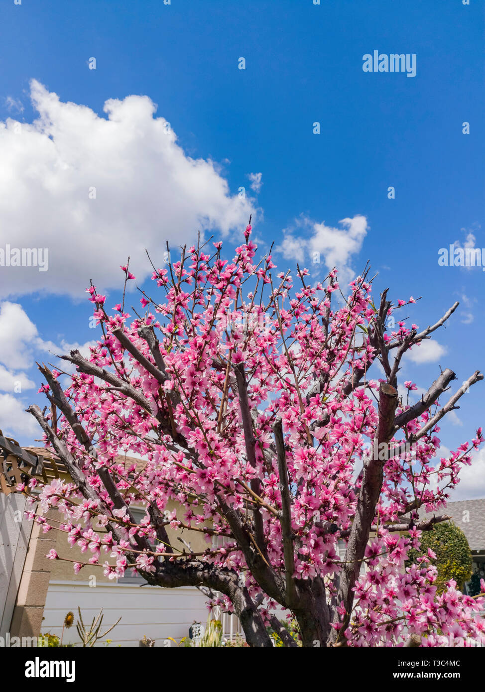 Close up shot cherry tree hi-res stock photography and images - Alamy