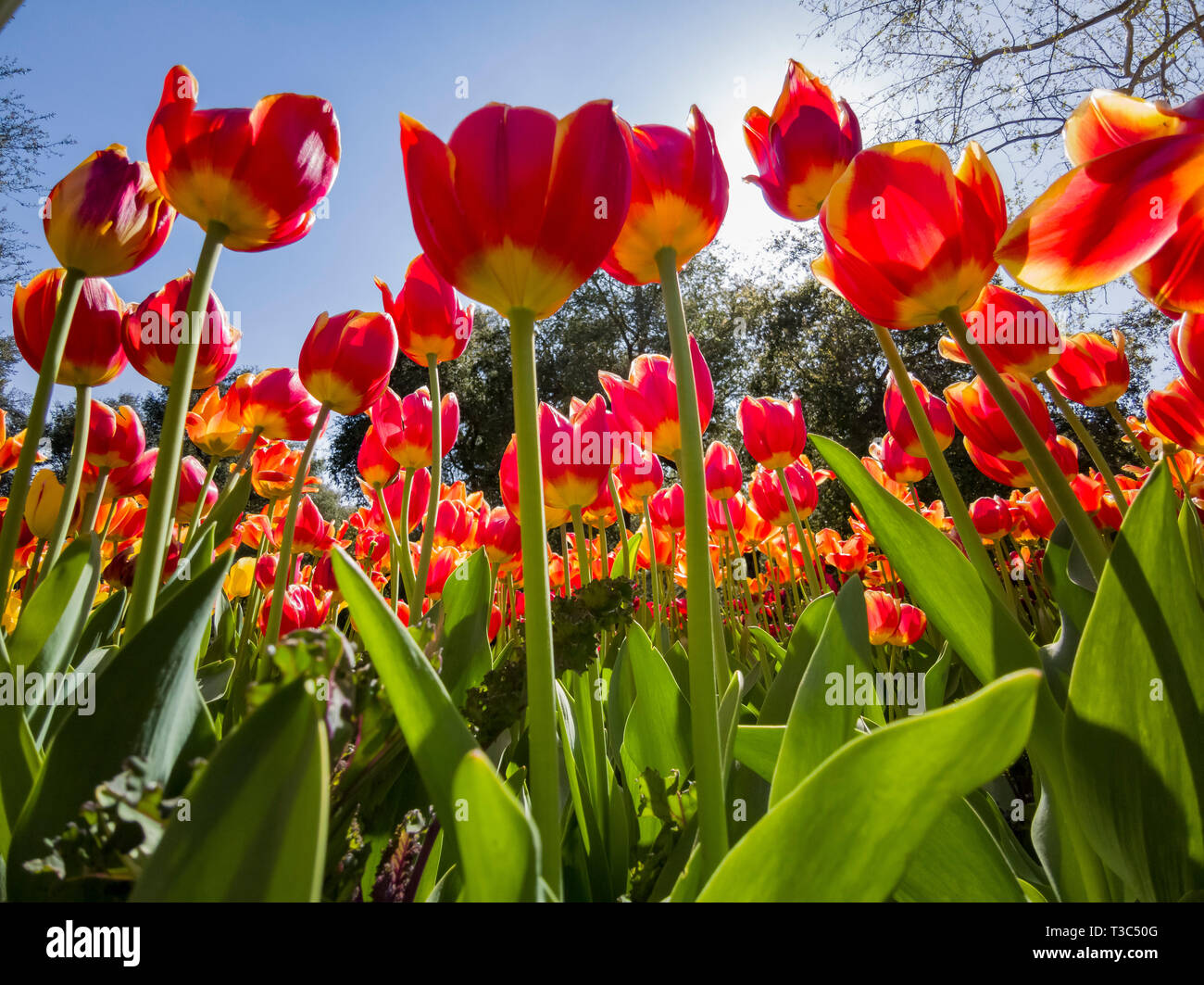 Looking Up The Beautiful Tulips Blossom From The Ground In A Sunny