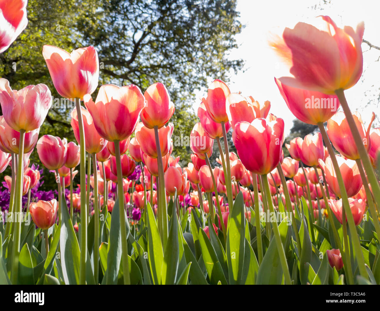 Beautiful tulips from a garden hires stock photography and images Alamy