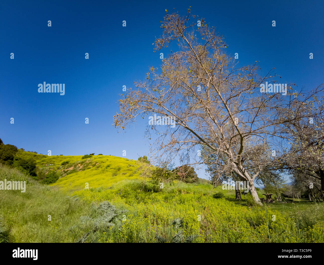 Beautiful nature landscape around Peter F. Schabarum Regional Park at ...