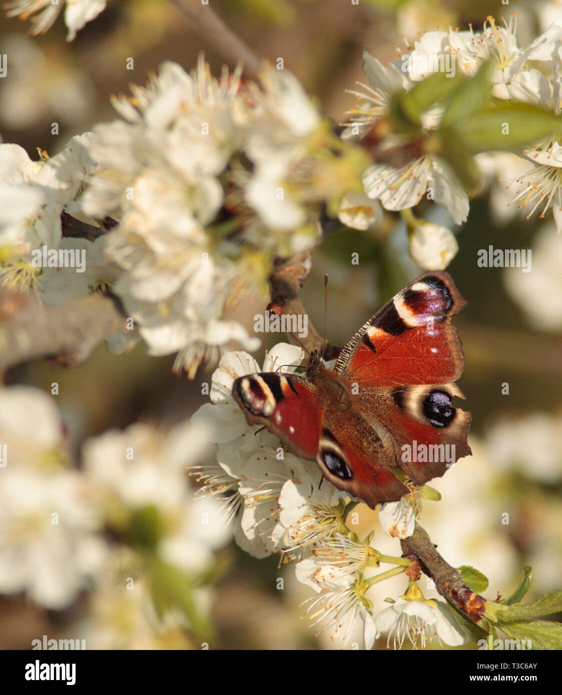 Peacock Butterfly on plum tree blossom Stock Photo