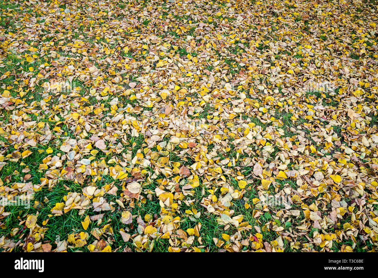 Dry linden leaves on green grass. Autumn background. Autumn leaves on the ground. Stock Photo