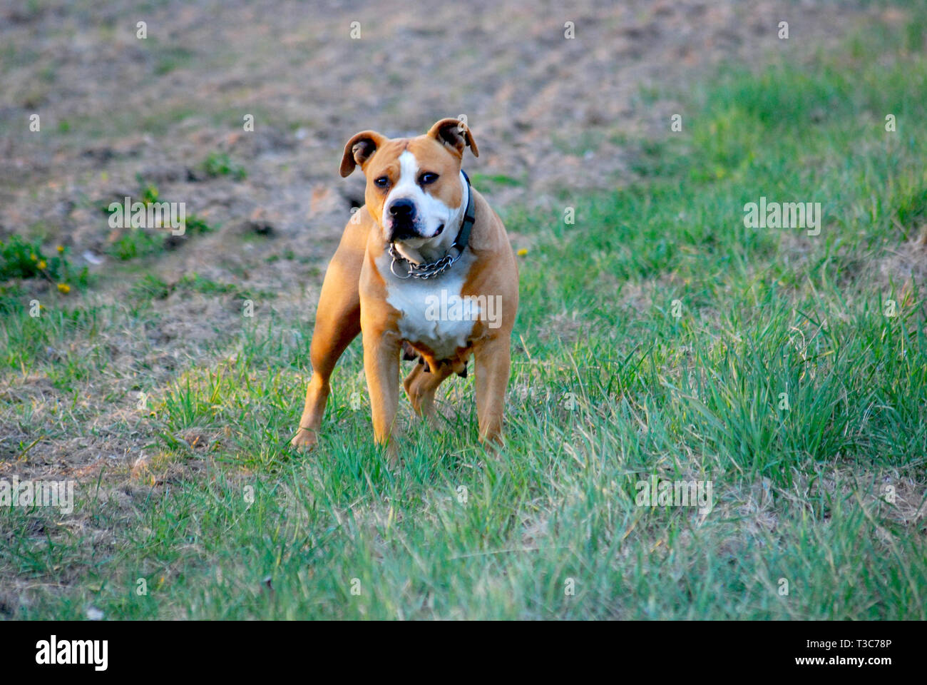 Beautiful staffy hi-res stock photography and images - Alamy