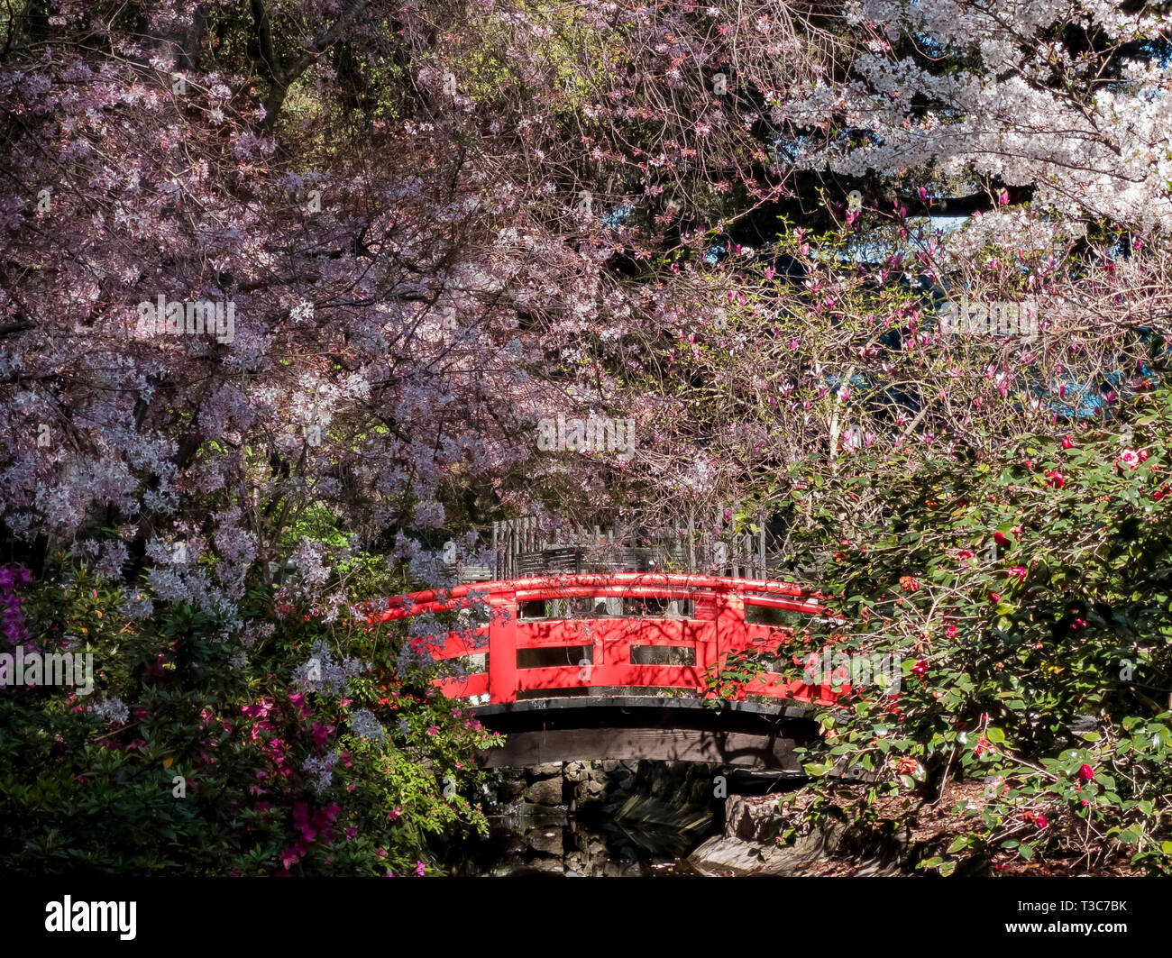 Beautiful Cherry Blossom At Japanese Garden Of Descanso Garden
