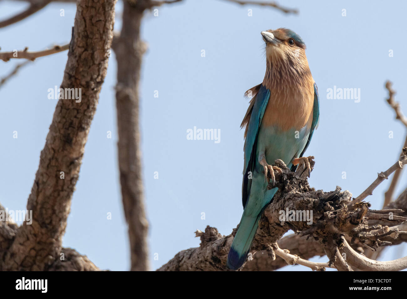 Indian birds image hi-res stock photography and images - Alamy