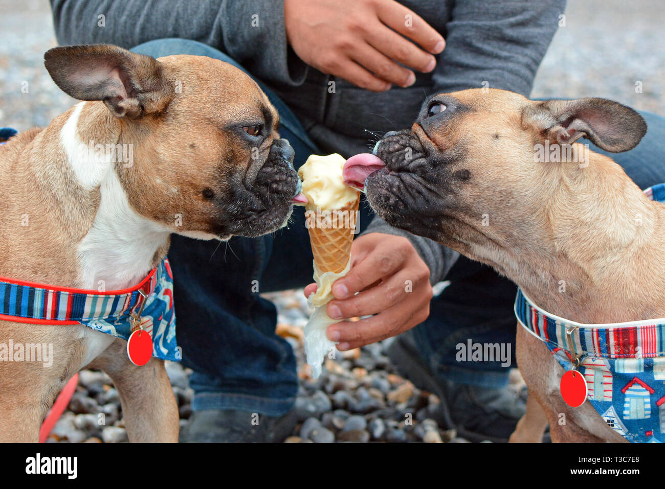 Are Eating Ice Cubes Good For My English Bulldog