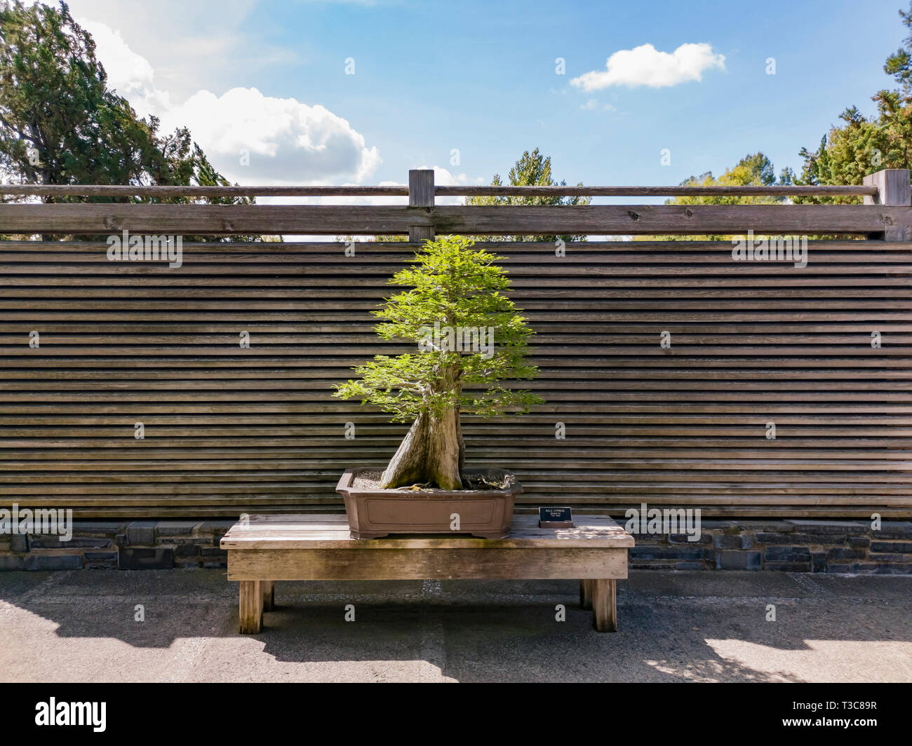 Beautiful Bonsai in Japanese Garden of Huntington Library at Los