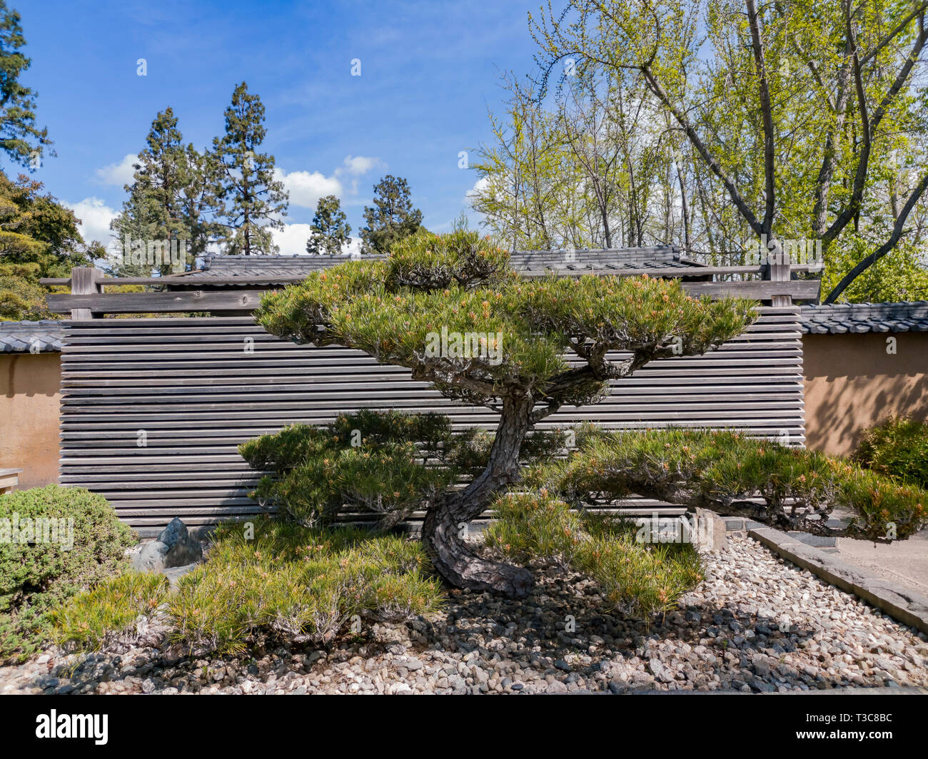 Beautiful Bonsai in Japanese Garden of Huntington Library at Los