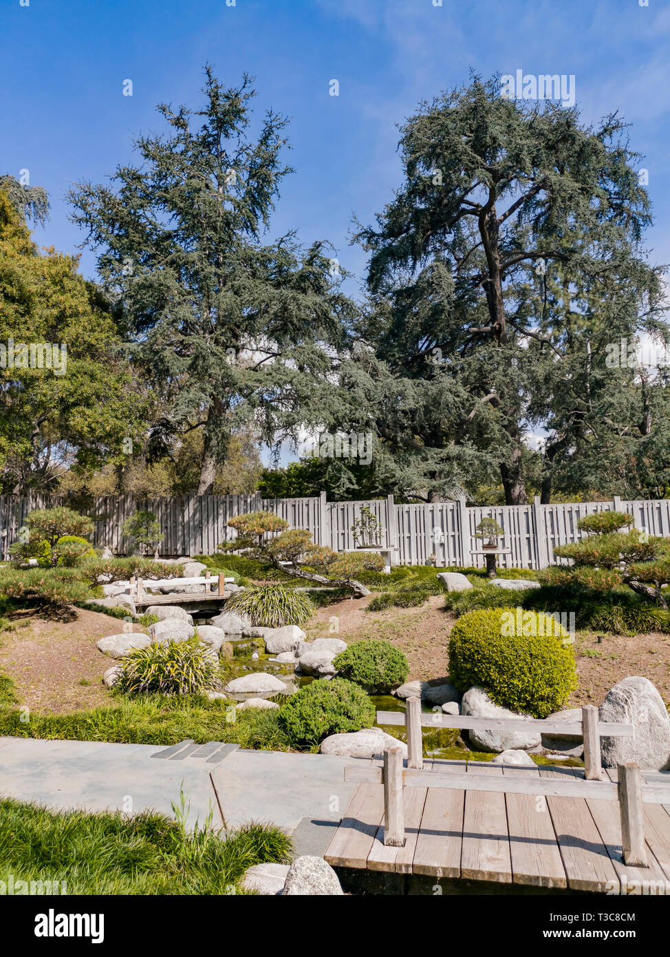 Beautiful Bonsai in Japanese Garden of Huntington Library at Los