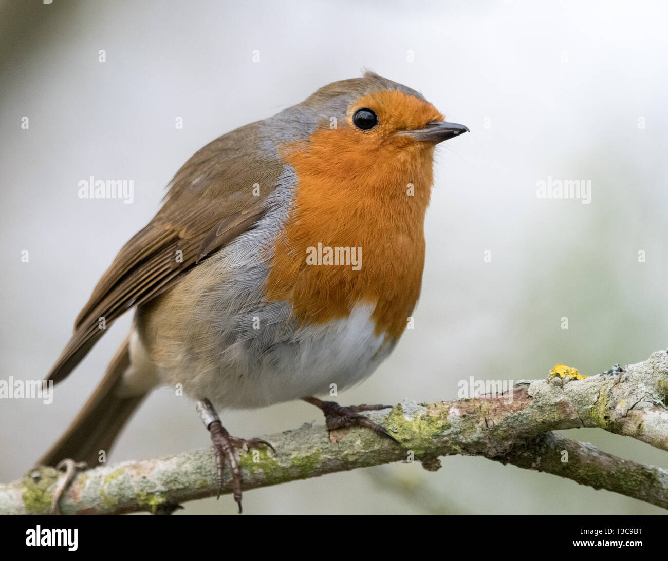 European Robin Stock Photo - Alamy
