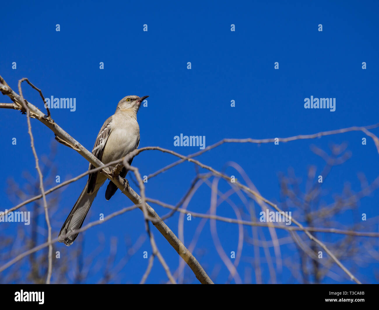 Northern Mockingbird sitting on a brunch at Los Angeles, California