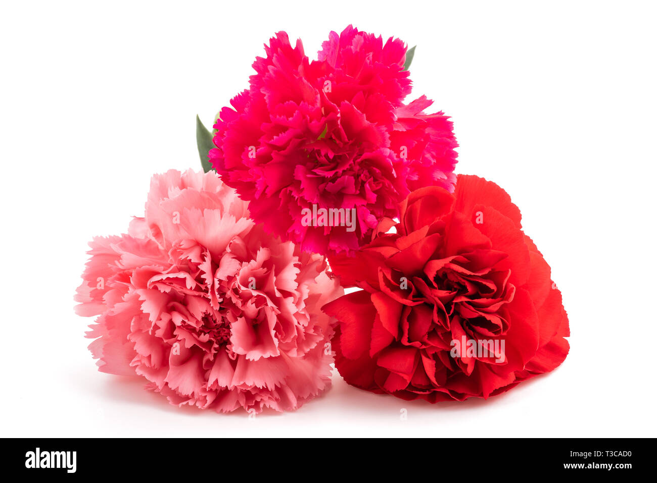 Carnations isolated on white background Stock Photo