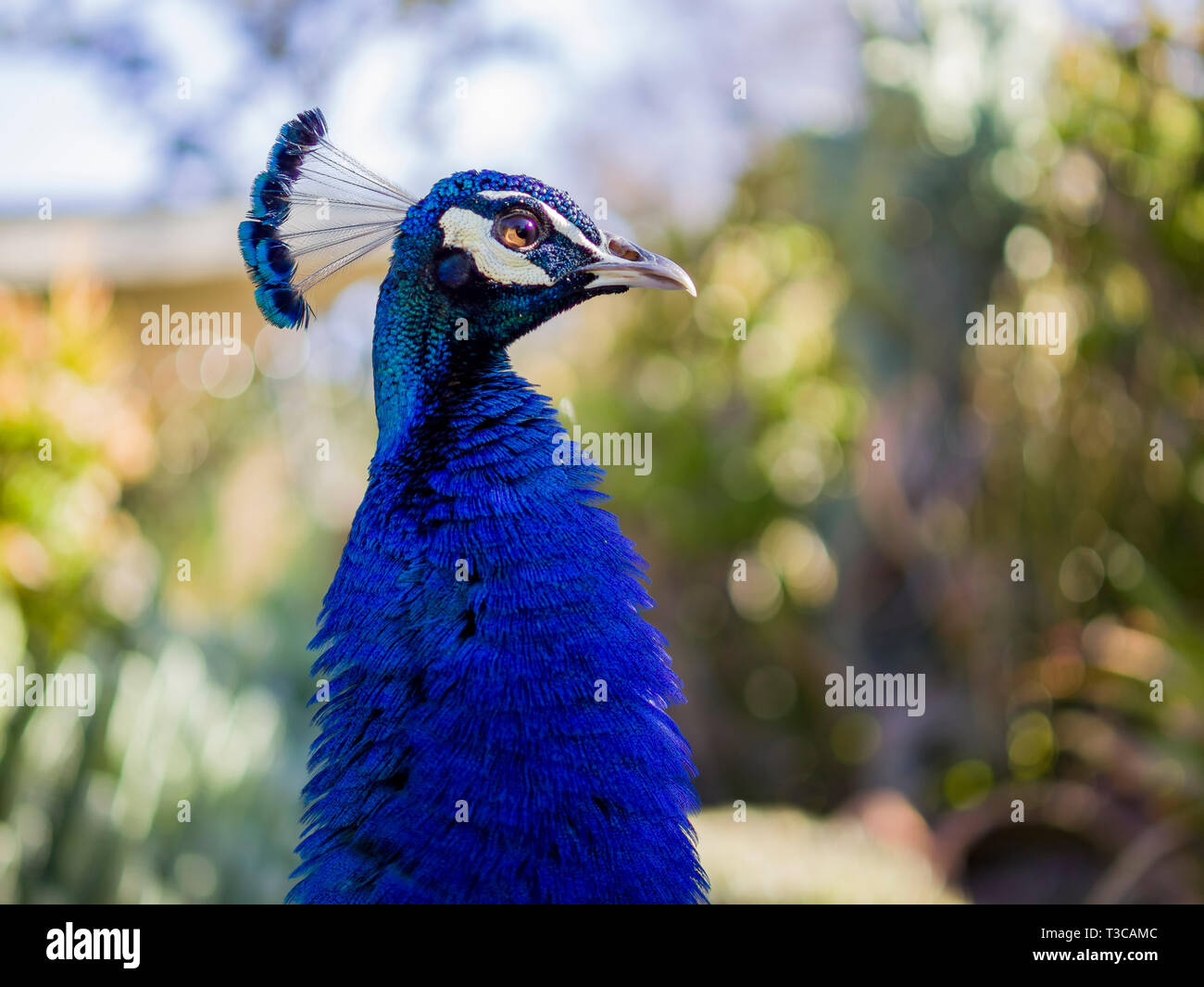 Up close head shot of peacock hi-res stock photography and images - Alamy