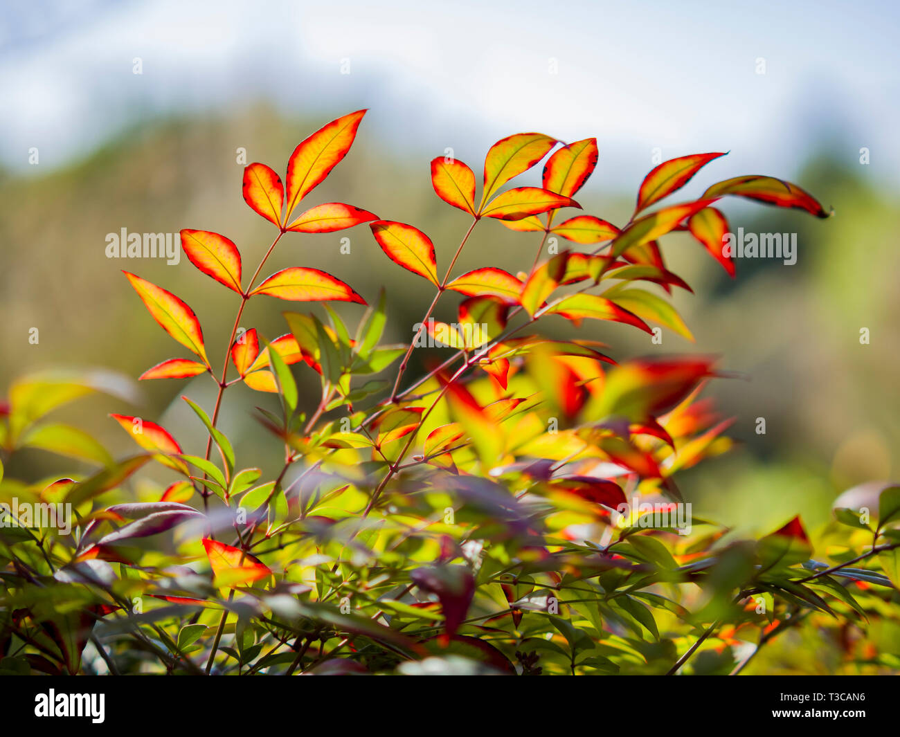Close up shot of Nandina domestica leaves at Los Angeles, California