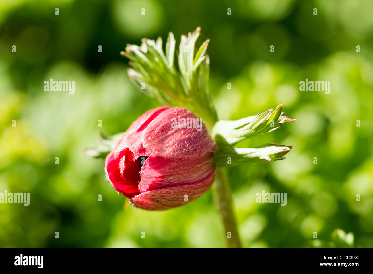 Anemone coronaria De Caen Group, Anemone Hollandia red flower bud. Stock Photo