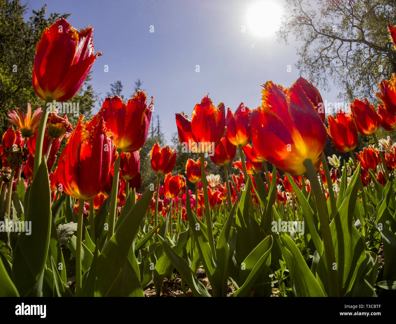 Beautiful tulips from a garden hires stock photography and images Alamy