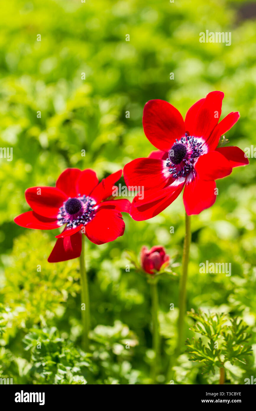 Anemone coronaria De Caen, Anemone Hollandia, red flowers, Dorset, United Kingdom Stock Photo