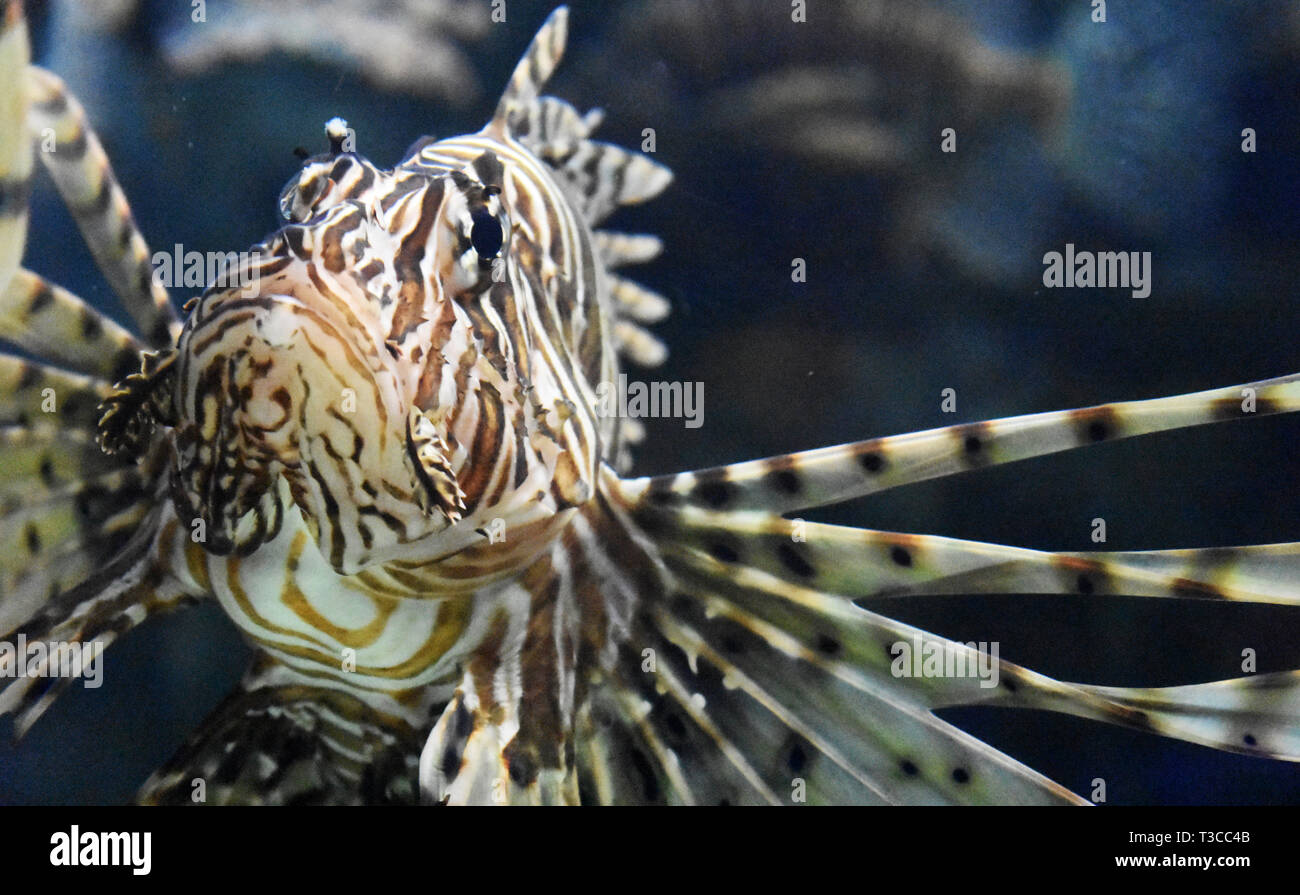 Up close look at a striped butterfly cod Stock Photo - Alamy