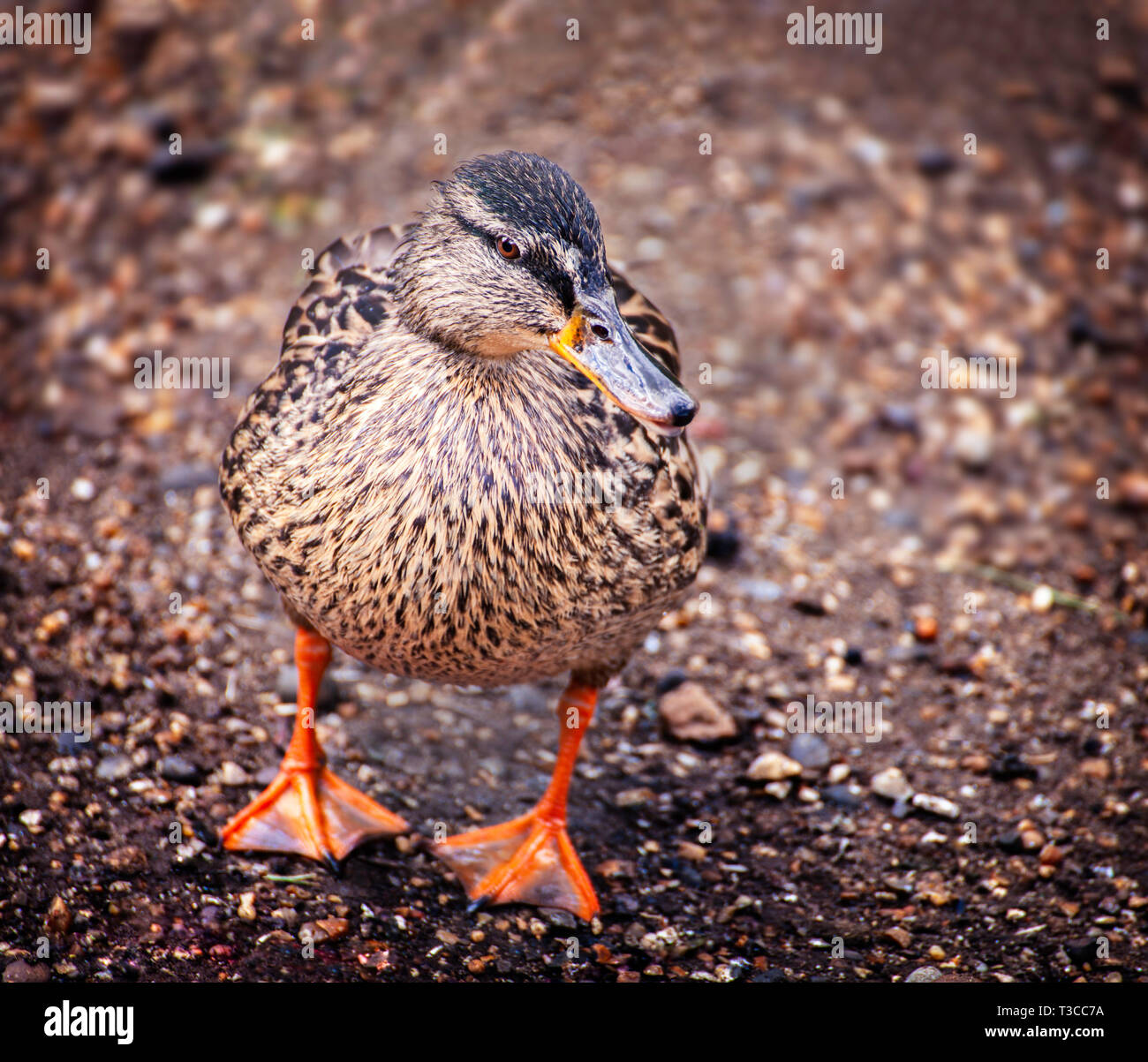 A ground level view of a waddling female mallard duck, UK Stock Photo