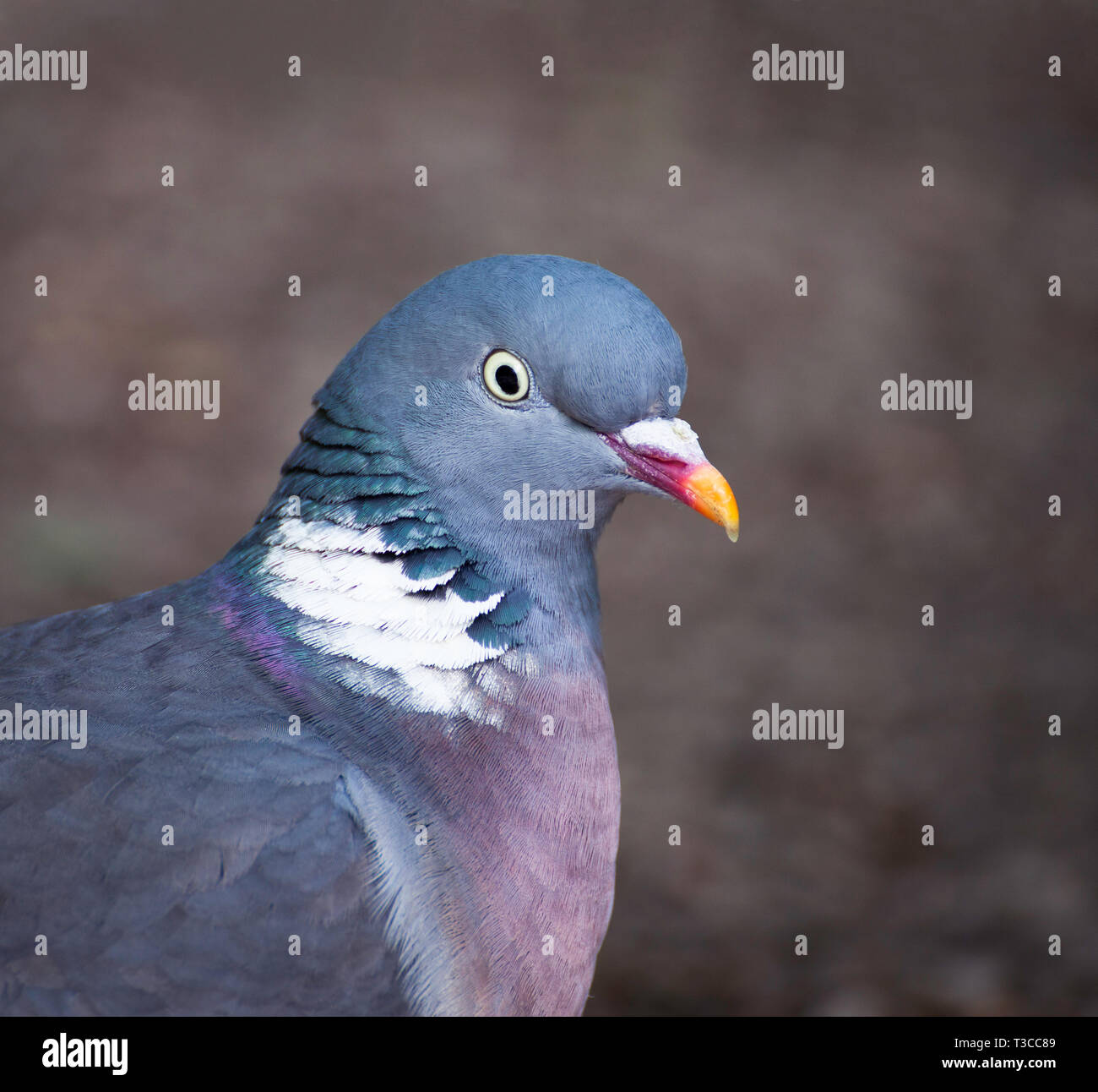 Single pigeon glares menacingly with eyes half closed Stock Photo - Alamy