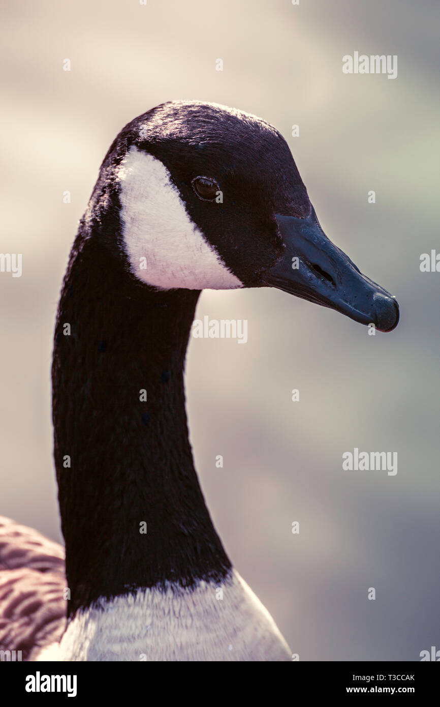A head shot of a canadian goose, UK Stock Photo - Alamy