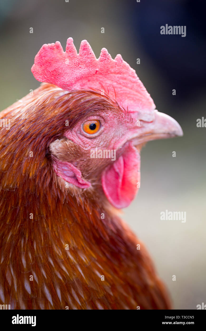 Free range chickens on an organic allotment in North East England, in