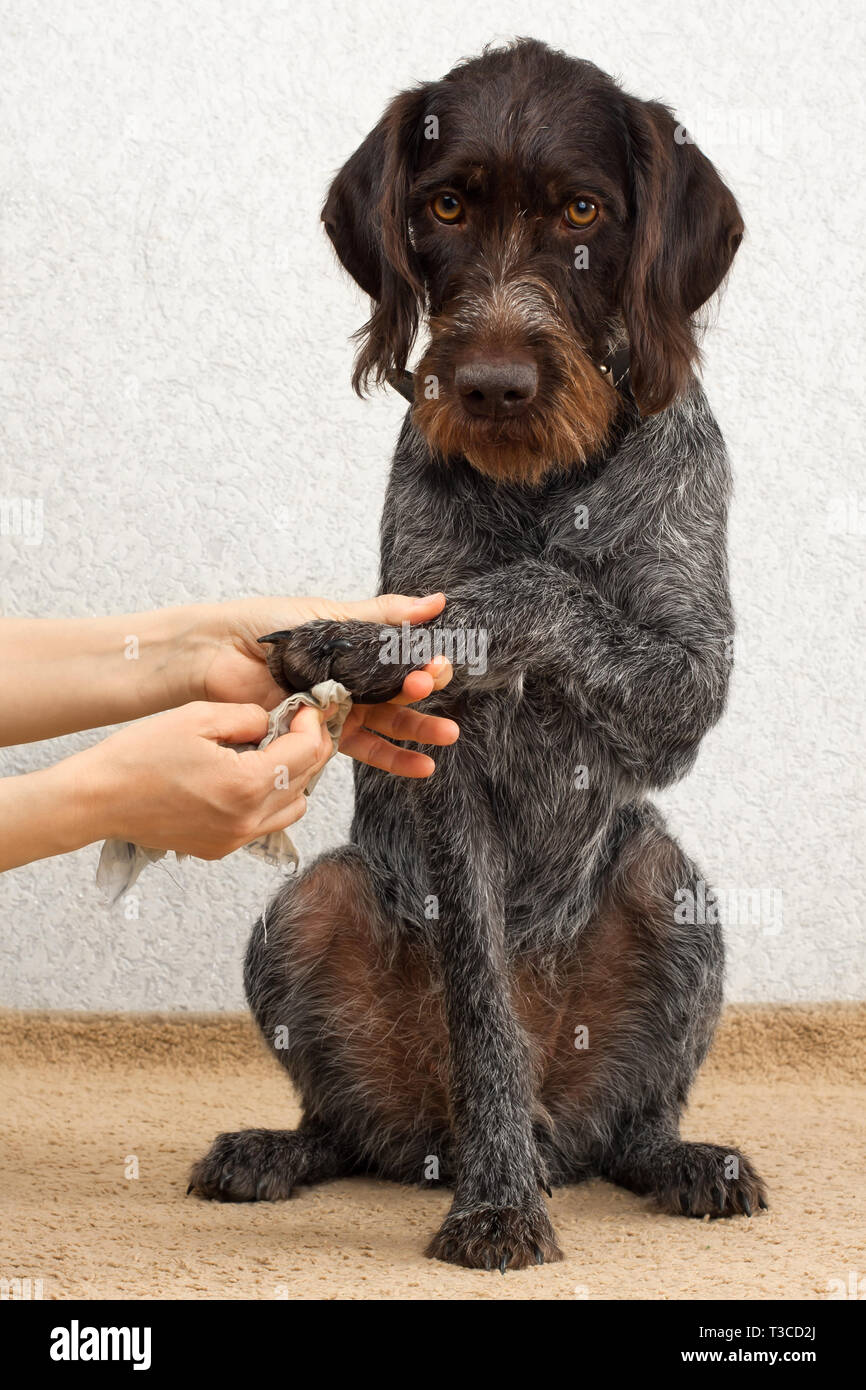 Clean dog hires stock photography and images Alamy