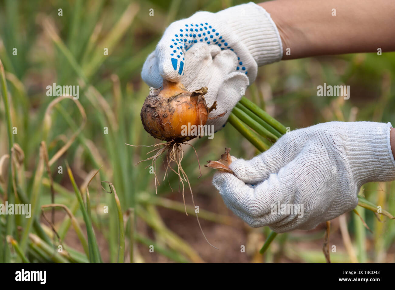 Onion harvesting hi-res stock photography and images - Alamy