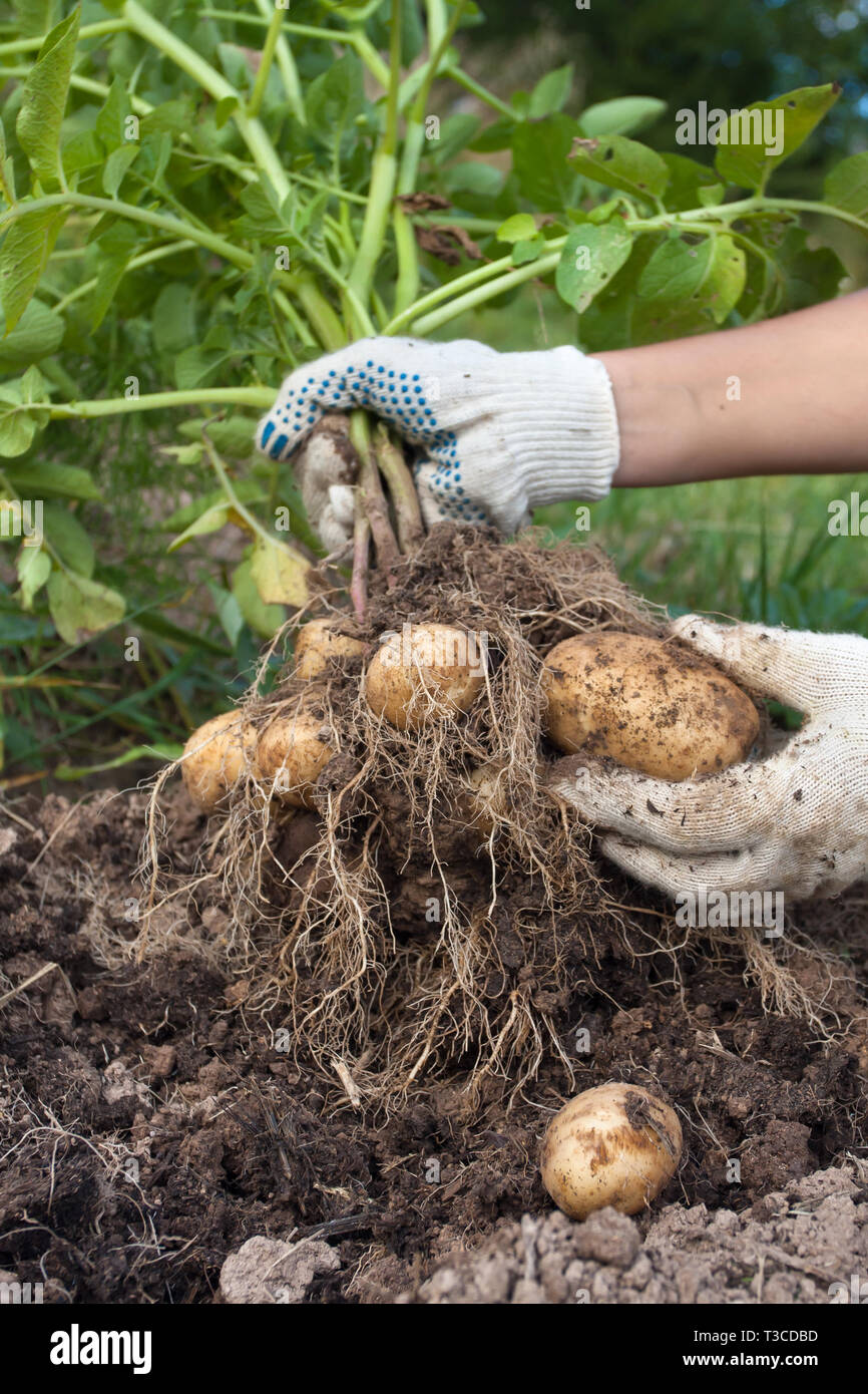 hands of gardener with digging bush potato in the vegetable garden ...
