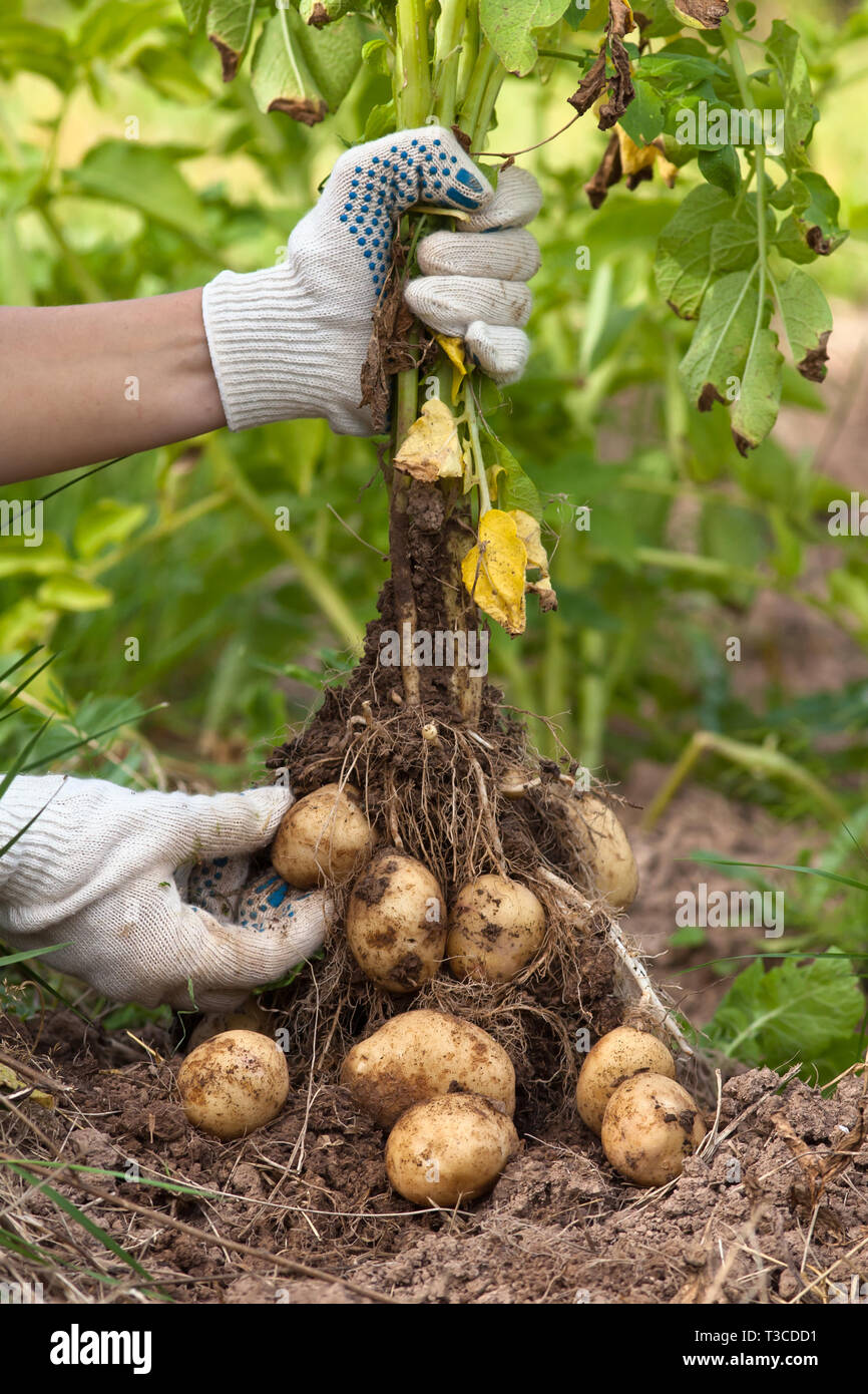 hands of gardener with digging bush potato in the vegetable garden ...