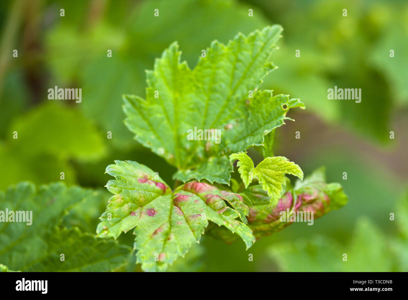 ill leaves of red currant infected by gallic aphids (selective focus used) Stock Photo