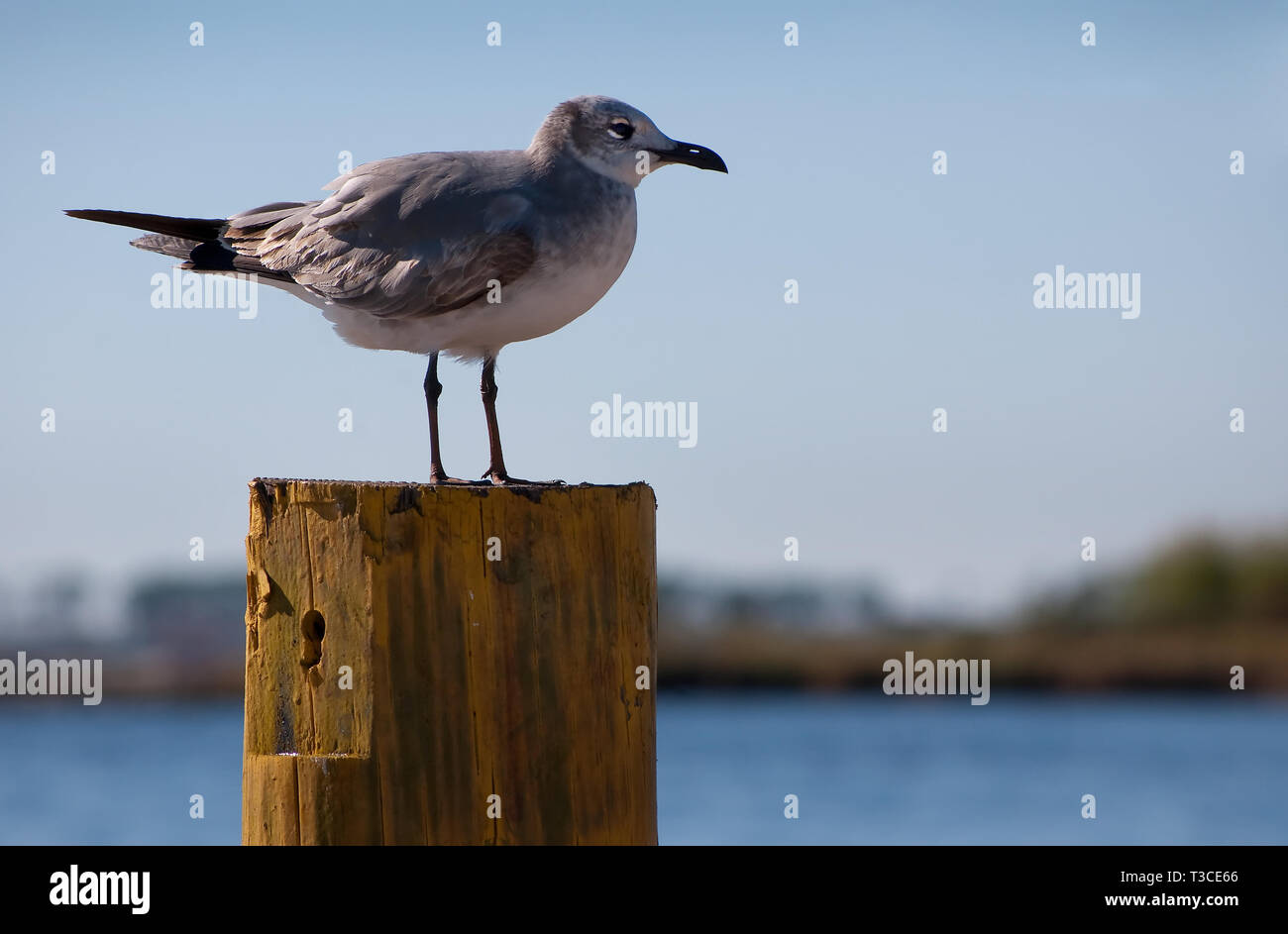 A laughing gull in non-breeding plumage perches on a piling at the old state docks in Bayou La Batre, Alabama, Nov. 17, 2010. Stock Photo
