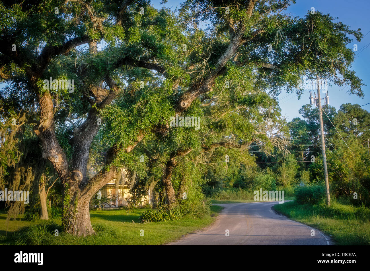 Spanish moss hangs from a live oak tree on Shell Belt Road in Coden