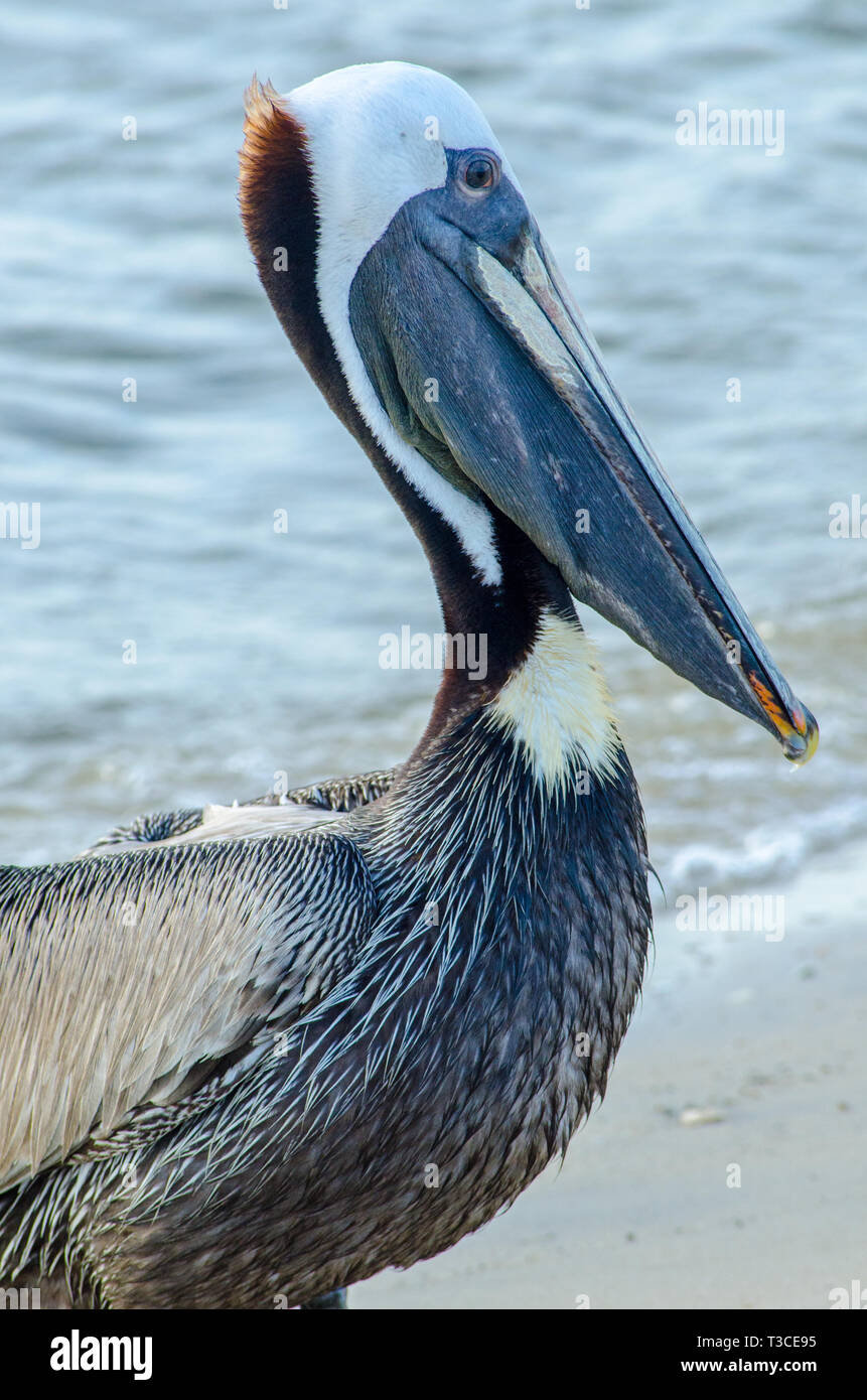 An adult brown pelican in non-breeding plumage stands on the beach near the Bayou La Batre State Docks June 17, 2013. Stock Photo