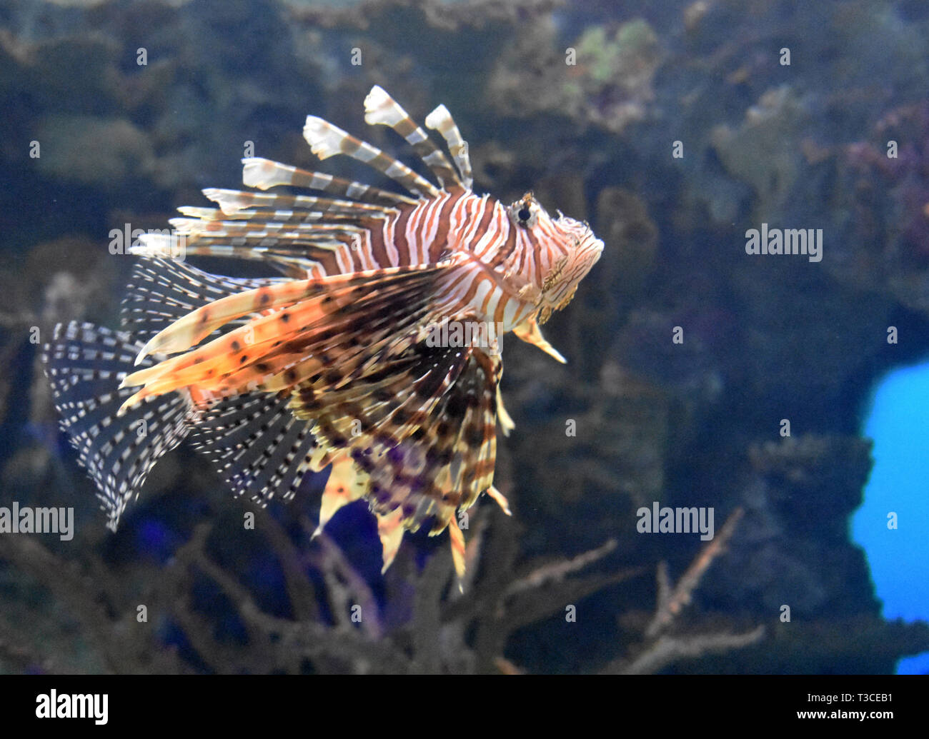 Brilliant firefish swimming along a rock reef Stock Photo - Alamy