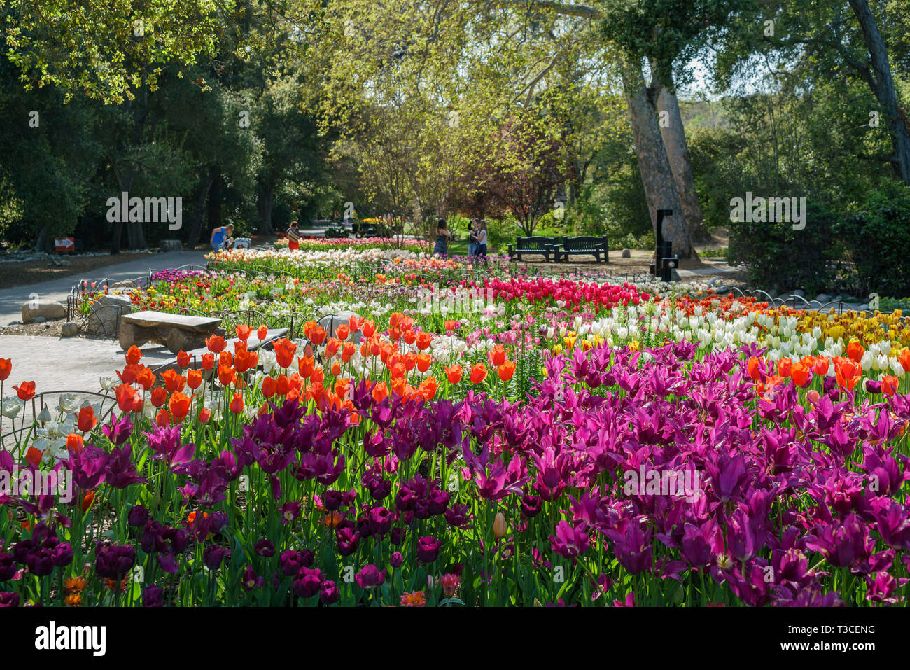 beautiful tulips blossom in a sunny day at descanso garden, los
