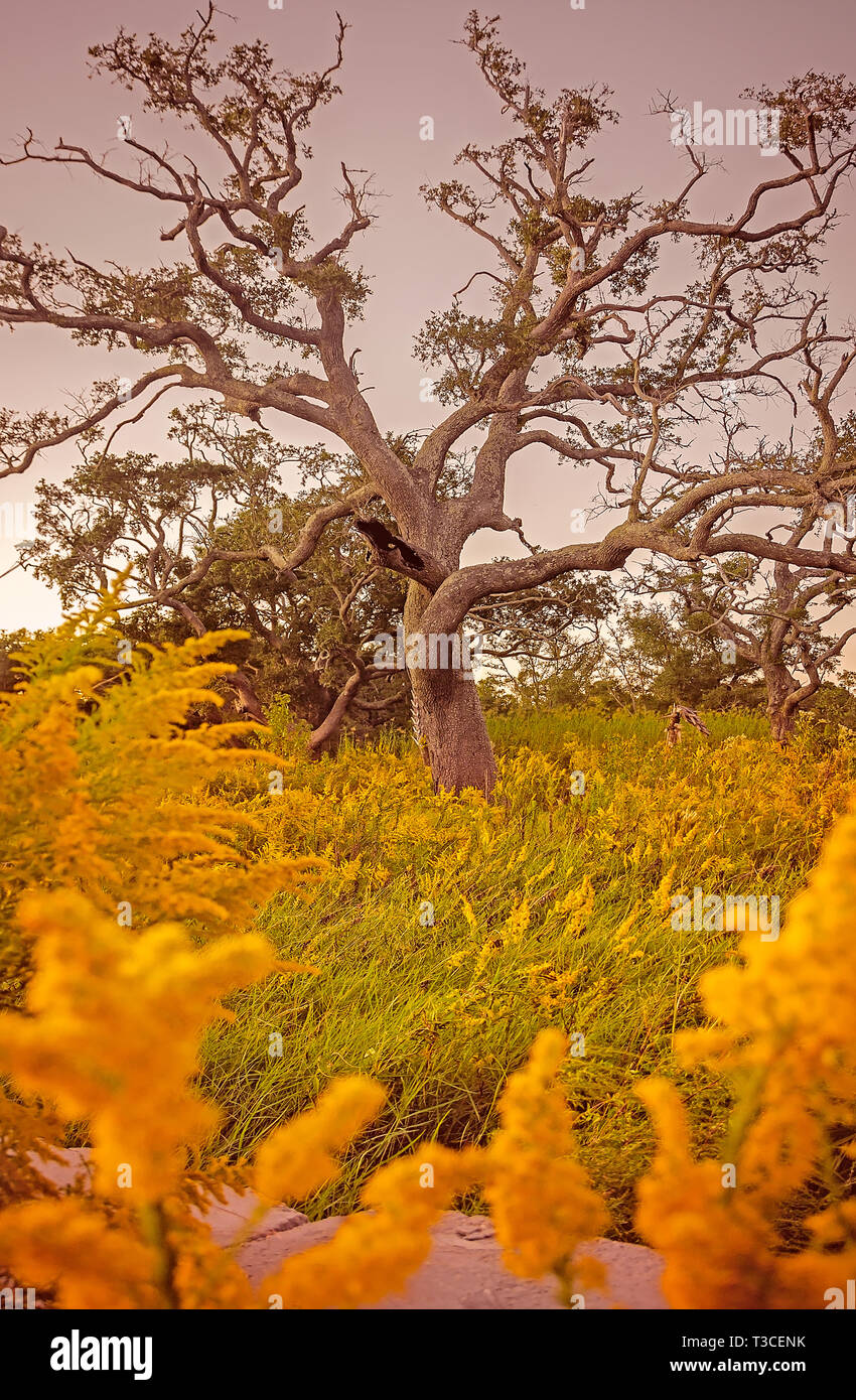 A live oak tree, battered from Hurricane Katrina, stands on a vacant lot amid a field of goldenrod, October 15, 2014, in Bayou La Batre, Alabama. Stock Photo