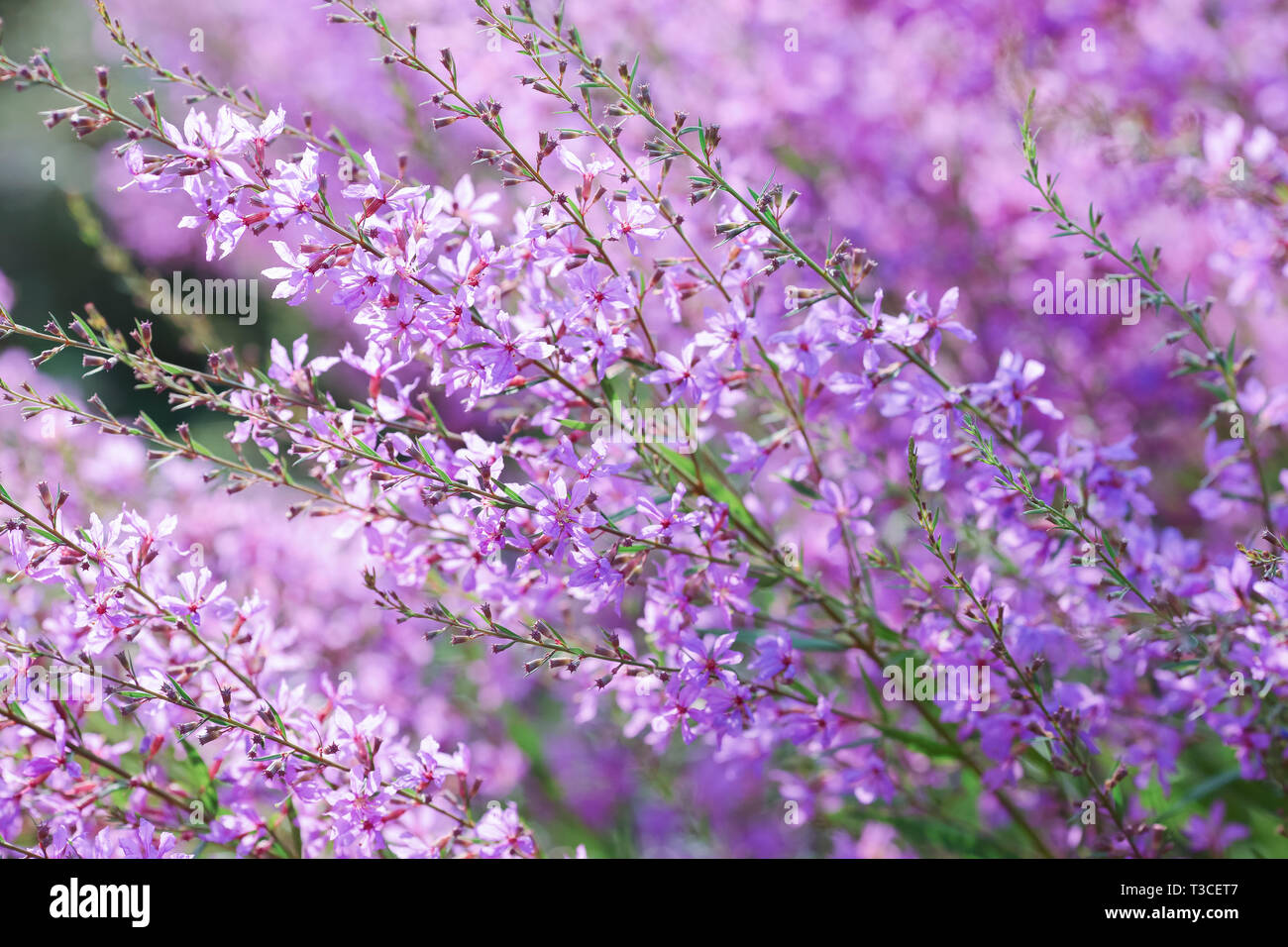 Summer background with purple flower Stock Photo - Alamy