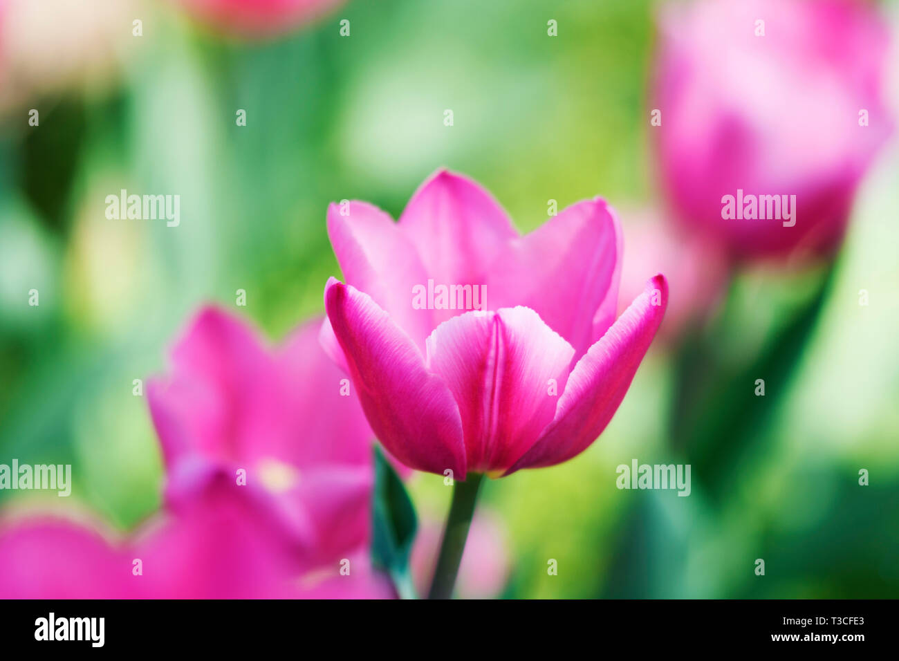 Beautiful field of pink tulips Stock Photo - Alamy