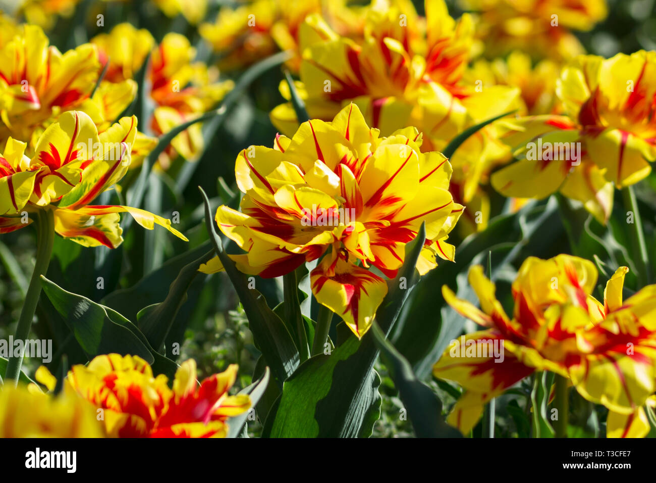Beautiful line of tulips hi-res stock photography and images - Alamy