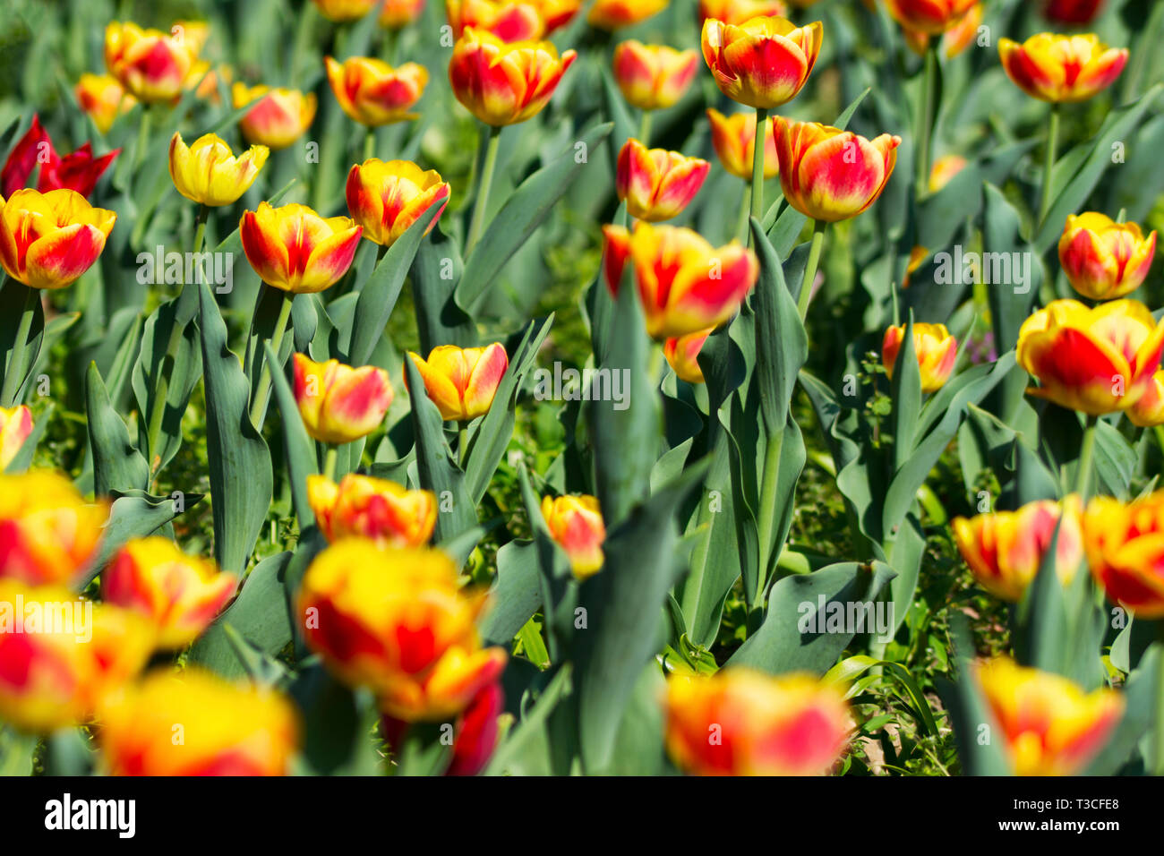 Beautiful line of tulips hi-res stock photography and images - Alamy